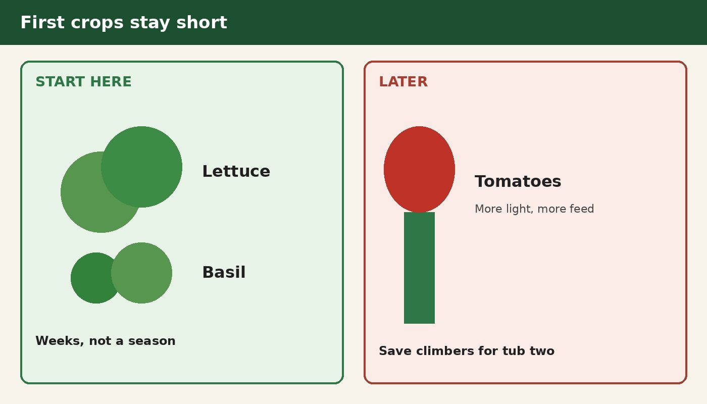 First crops lettuce and basil; tomatoes later