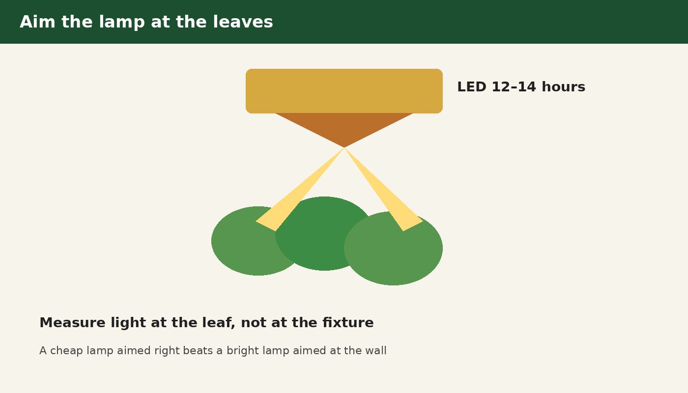 LED aimed at the leaf canopy for 12 to 14 hours